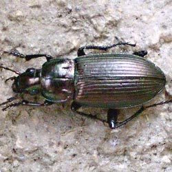 Poecilus versicolor